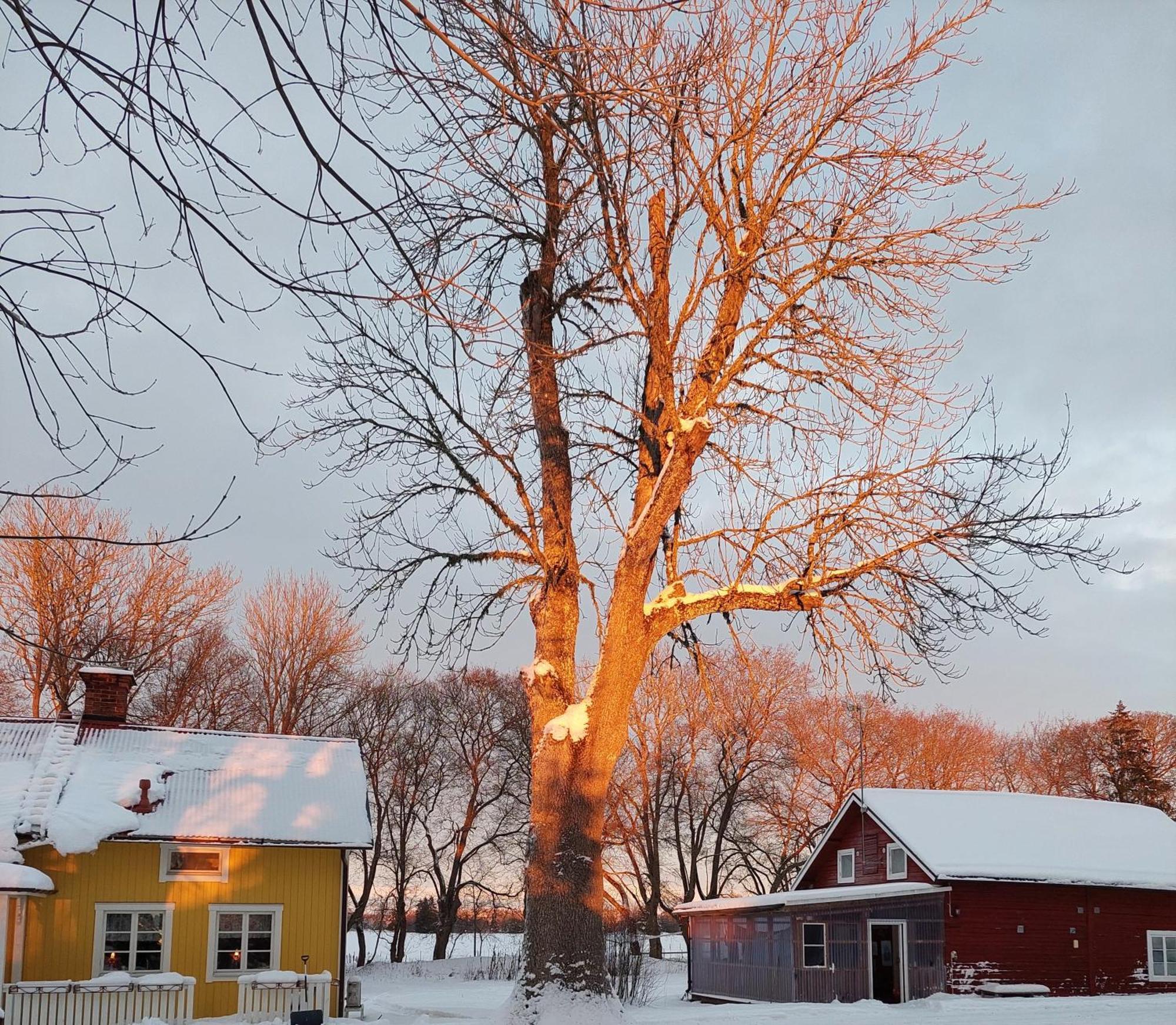 Enecopia Bed & Breakfast Enköping エクステリア 写真